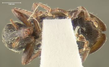 Media type: image;   Entomology 259 Aspect: habitus ventral view